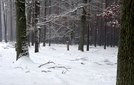 Zima w lesie. Pomoc dla zwierząt
