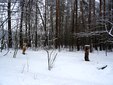 Zima w lesie. Pomoc dla zwierząt