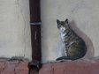 Nowy mural na murze klasztoru sióstr bernardynek w Wieluniu