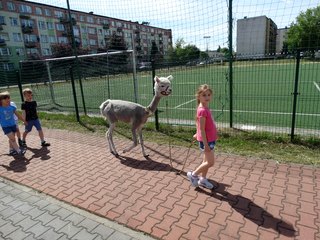 Publiczne Przedszkole nr 2 w Wieluniu odwiedziły Alpaki – Kasia i Jasio