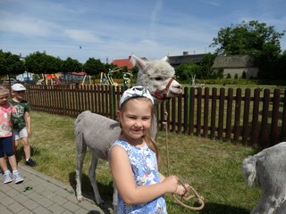 Publiczne Przedszkole nr 2 w Wieluniu odwiedziły Alpaki – Kasia i Jasio