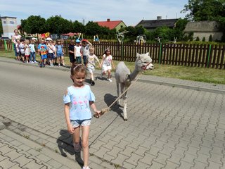 Publiczne Przedszkole nr 2 w Wieluniu odwiedziły Alpaki – Kasia i Jasio