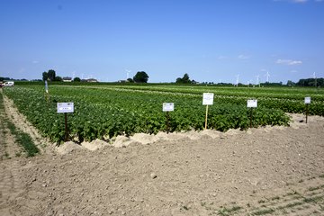 Kościerzyńskie Dni Pola 2021