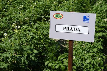 Kościerzyńskie Dni Pola 2021