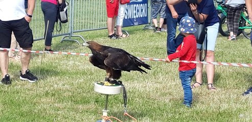 Fly Fest w Piotrkowie Trybunalskim. Na lotnisko Aeroklubu Piotrkowskiego przybyło 12 tys. ludzi