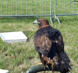 Fly Fest w Piotrkowie Trybunalskim. Na lotnisko Aeroklubu Piotrkowskiego przybyło 12 tys. ludzi