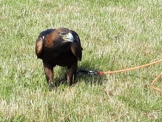 Fly Fest w Piotrkowie Trybunalskim. Na lotnisko Aeroklubu Piotrkowskiego przybyło 12 tys. ludzi