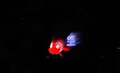 Iluminacja drzew i wyjątkowy pokaz laserowy na Wojewódzkim Święcie Chrzanu w Osjakowie