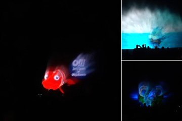 Iluminacja drzew i wyjątkowy pokaz laserowy na Wojewódzkim Święcie Chrzanu w Osjakowie
