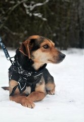 Rozmowy z weterynarzem, behawiorystą czy dogoterapeutą - audycja Zwierzaki Wieluniaki na antenie Radia ZW w każdy wtorek i sobotę