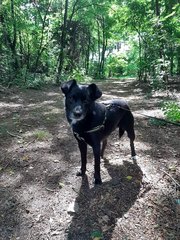 Rozmowy z weterynarzem, behawiorystą czy dogoterapeutą - audycja Zwierzaki Wieluniaki na antenie Radia ZW w każdy wtorek i sobotę