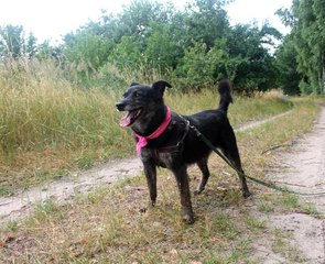 Rozmowy z weterynarzem, behawiorystą czy dogoterapeutą - audycja Zwierzaki Wieluniaki na antenie Radia ZW w każdy wtorek i sobotę