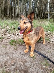 Rozmowy z weterynarzem, behawiorystą czy dogoterapeutą - audycja Zwierzaki Wieluniaki na antenie Radia ZW w każdy wtorek i sobotę