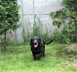 Rozmowy z weterynarzem, behawiorystą czy dogoterapeutą - audycja Zwierzaki Wieluniaki na antenie Radia ZW w każdy wtorek i sobotę