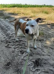 Rozmowy z weterynarzem, behawiorystą czy dogoterapeutą - audycja Zwierzaki Wieluniaki na antenie Radia ZW w każdy wtorek i sobotę