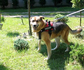 Rozmowy z weterynarzem, behawiorystą czy dogoterapeutą - audycja Zwierzaki Wieluniaki na antenie Radia ZW w każdy wtorek i sobotę