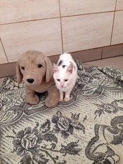 Rozmowy z weterynarzem, behawiorystą czy dogoterapeutą - audycja Zwierzaki Wieluniaki na antenie Radia ZW w każdy wtorek i sobotę