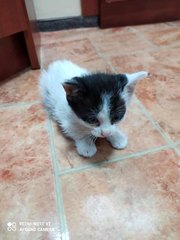 Rozmowy z weterynarzem, behawiorystą czy dogoterapeutą - audycja Zwierzaki Wieluniaki na antenie Radia ZW w każdy wtorek i sobotę