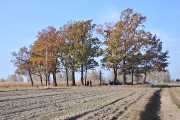 Posprzątali i przypomnieli stary cmentarz ewangelicki w Józefowie (gmina Pątnów)