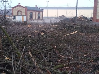Na terenie dawnej cukrowni trwa wycinka drzew. Konserwator zabytków poparł wycinkę tylko 10, burmistrz dał zgodę na wycięcie 70. Protestują społeczni aktywiści, również spoza regionu