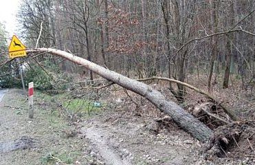 W weekend ostro wiało! Wieluńscy strażacy wyjeżdżali do interwencji aż 125 razy
