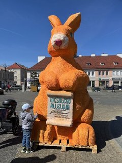 Duży pomarańczowy zając pojawił się na placu Legionów w Wieluniu