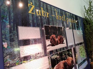 W wieluńskim muzeum otwarto wystawę „Żubr – król puszczy”