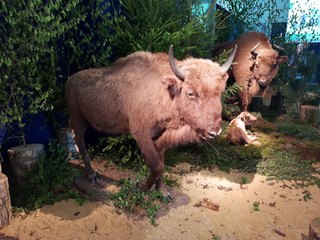W wieluńskim muzeum otwarto wystawę „Żubr – król puszczy”