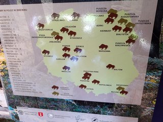 W wieluńskim muzeum otwarto wystawę „Żubr – król puszczy”