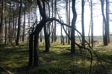 Leśnictwo Ogroble, Wronia Woda, Góra św. Genowefy i Żabi Staw – zapraszamy na wycieczkę