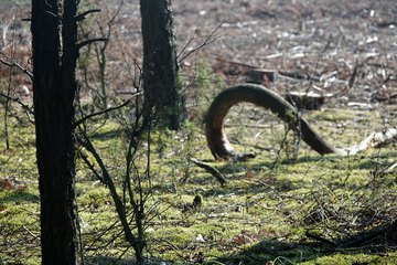 Leśnictwo Ogroble, Wronia Woda, Góra św. Genowefy i Żabi Staw – zapraszamy na wycieczkę