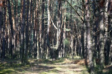 Leśnictwo Ogroble, Wronia Woda, Góra św. Genowefy i Żabi Staw – zapraszamy na wycieczkę