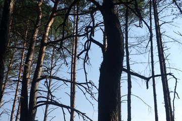 Leśnictwo Ogroble, Wronia Woda, Góra św. Genowefy i Żabi Staw – zapraszamy na wycieczkę