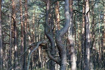 Leśnictwo Ogroble, Wronia Woda, Góra św. Genowefy i Żabi Staw – zapraszamy na wycieczkę