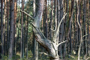 Leśnictwo Ogroble, Wronia Woda, Góra św. Genowefy i Żabi Staw – zapraszamy na wycieczkę