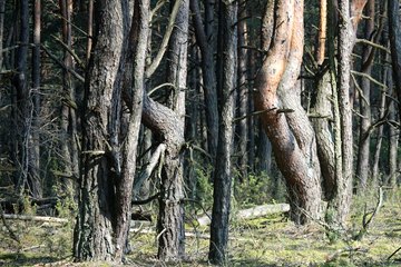 Leśnictwo Ogroble, Wronia Woda, Góra św. Genowefy i Żabi Staw – zapraszamy na wycieczkę