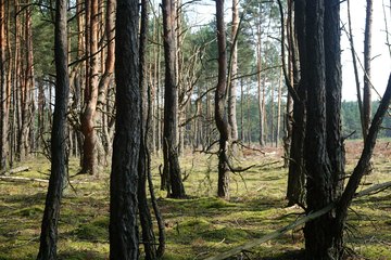 Leśnictwo Ogroble, Wronia Woda, Góra św. Genowefy i Żabi Staw – zapraszamy na wycieczkę