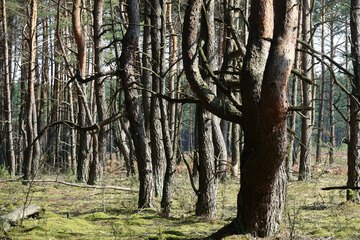Leśnictwo Ogroble, Wronia Woda, Góra św. Genowefy i Żabi Staw – zapraszamy na wycieczkę