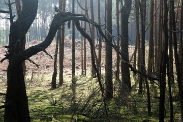 Leśnictwo Ogroble, Wronia Woda, Góra św. Genowefy i Żabi Staw – zapraszamy na wycieczkę