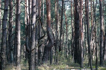 Leśnictwo Ogroble, Wronia Woda, Góra św. Genowefy i Żabi Staw – zapraszamy na wycieczkę