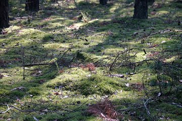 Leśnictwo Ogroble, Wronia Woda, Góra św. Genowefy i Żabi Staw – zapraszamy na wycieczkę
