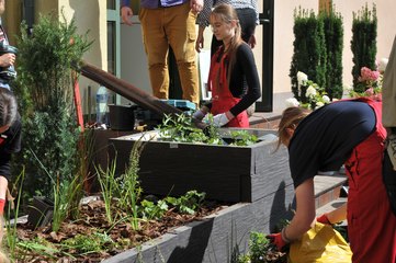 W Zespole Szkół nr 1 w Wieluniu powstał ogród deszczowy