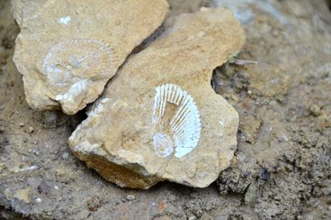 Wieluńskie „gruby” mogą stać się atrakcją geologiczną i bazą edukacyjną