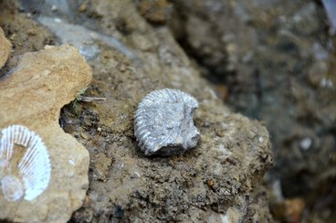 Wieluńskie „gruby” mogą stać się atrakcją geologiczną i bazą edukacyjną