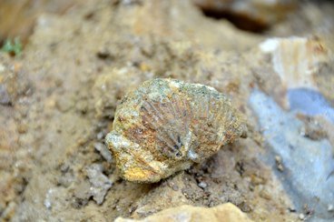 Wieluńskie „gruby” mogą stać się atrakcją geologiczną i bazą edukacyjną