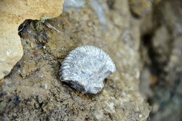 Wieluńskie „gruby” mogą stać się atrakcją geologiczną i bazą edukacyjną