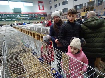 120 wystawców i ponad 1 tys. królików – w Wieluniu dziś i jutro wystawa w hali WOSiR