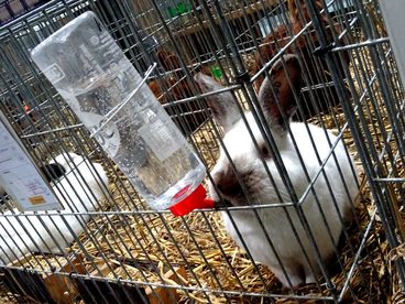 120 wystawców i ponad 1 tys. królików – w Wieluniu dziś i jutro wystawa w hali WOSiR
