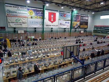 120 wystawców i ponad 1 tys. królików – w Wieluniu dziś i jutro wystawa w hali WOSiR