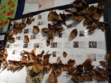„Rozstrzygnięto konkurs Moje drzewo genealogiczne